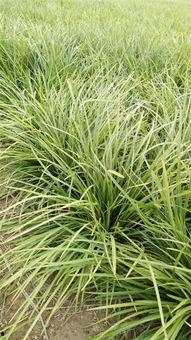 国产草b,绿色生态，引领未来农业发展新潮流